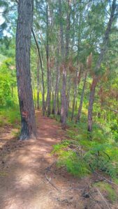 Footpath through Pine Trees to Christiana Blue Hole & Waterfall