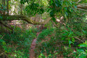 Fallen Tree partially blocking path to Christiana Blue Hole & Waterfall