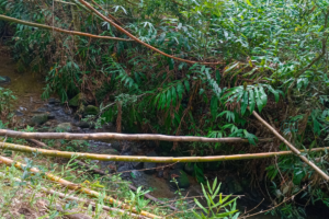 River path leading to Christiana Blue Hole & Waterfall