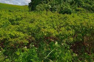 Pepper Farm on Mile Gully Mountain, Manchester Jamaica 