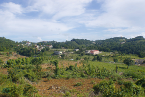 Landscape View of Yam Farming, Hills & Depressions in Contrivance, Manchester Jamaica 