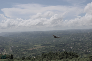 Vulture in Flight at Mile Gully Mountain, Manchester Jamaica 