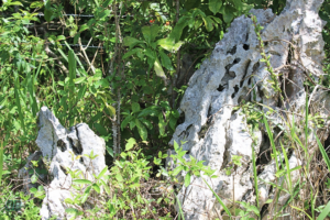 Rocks of Mile Gully Mountain, Manchester Jamaica 