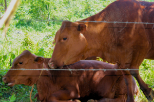 Jamaica Red Cow with Calf on Farm at Mile Gully Mountain