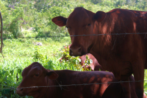 Jamaica Red Cow with Calf on Farm at Mile Gully Mountain 