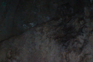 Cave Photography. Bats in Morgan's Pond Hole.