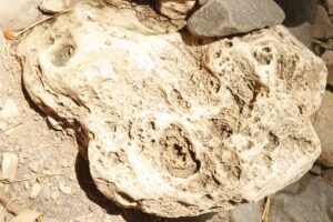 Coral Fossil-Jamaica