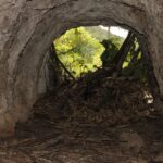 Gold Observations in Jamaica
