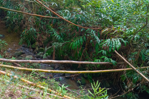 River path leading to Christiana Blue Hole & Waterfall