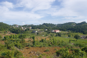 Landscape View of Yam Farming, Hills & Depressions in Contrivance, Manchester Jamaica 