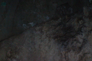 Cave Photography. Bats in Morgan's Pond Hole.