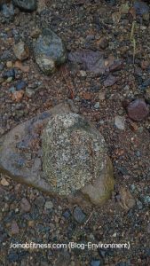 Granodiorite Geology Jamaica 