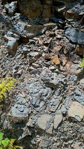 Sandstone-Musdtone at Halls Delight, Jamaica