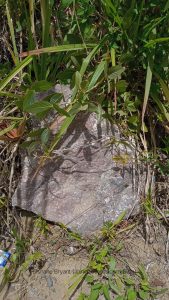 Volcanic Protolith undergoing Metamorphism? At Halls Delight, Jamaica