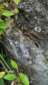 Black Recrystallized Limestone or Black Marble, at Westphalia Jamaica