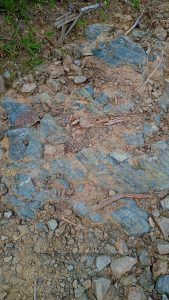 Blueschist with Chlorite Layers & Volcanic Protolith transitioning, at Westphalia, Jamaica
