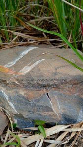 Blueschist with Calcite veins/infill at Westphalia 🇯🇲
