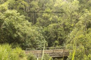 Bridge in Jamaica 