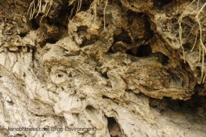 Limestone Metamorphosed