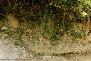 Alluvium showing reverse grading, at Halls Delight 🇯🇲